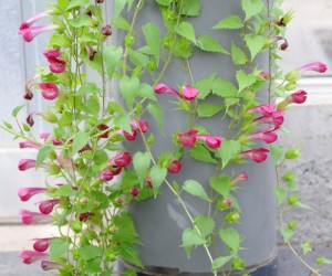 Lejongapsranka Impecta