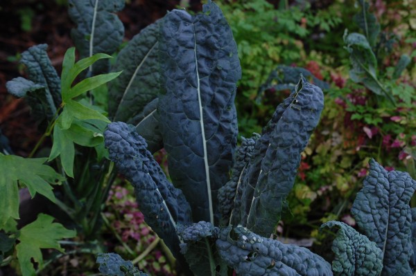 Svartkål, palmkål 'Nero di Toscana'