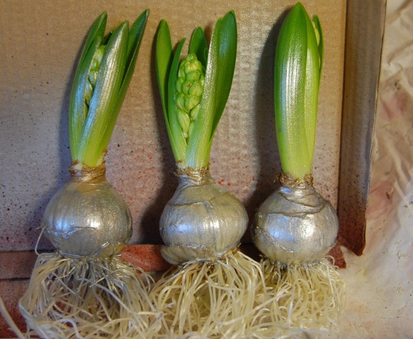 hyacintdekoration i glasfat (2)