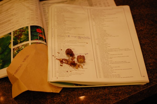 Nyår frön till nytt liv (1)