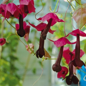 Törnrosas kjortel Impectas bild