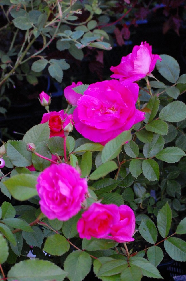 Morden Centennial kanadensisk härdig ros