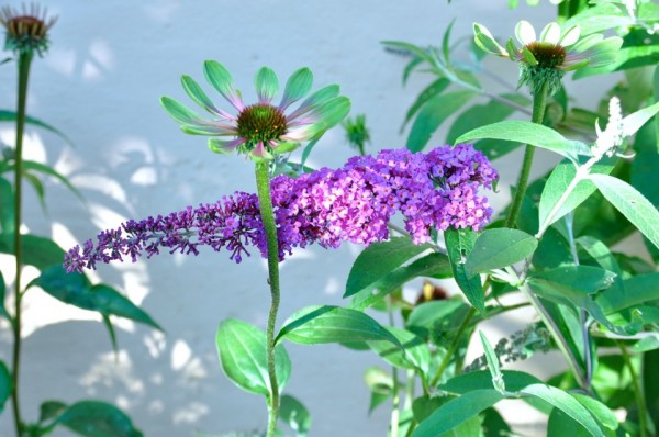 Green Envy - vilken läcker grön blomma! - GladiGrönt