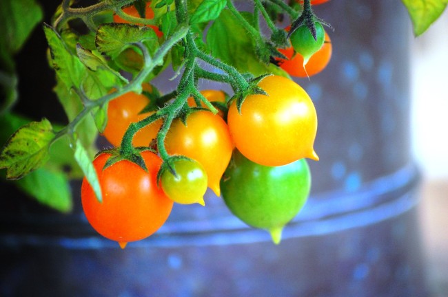 Pendulina orange (1)